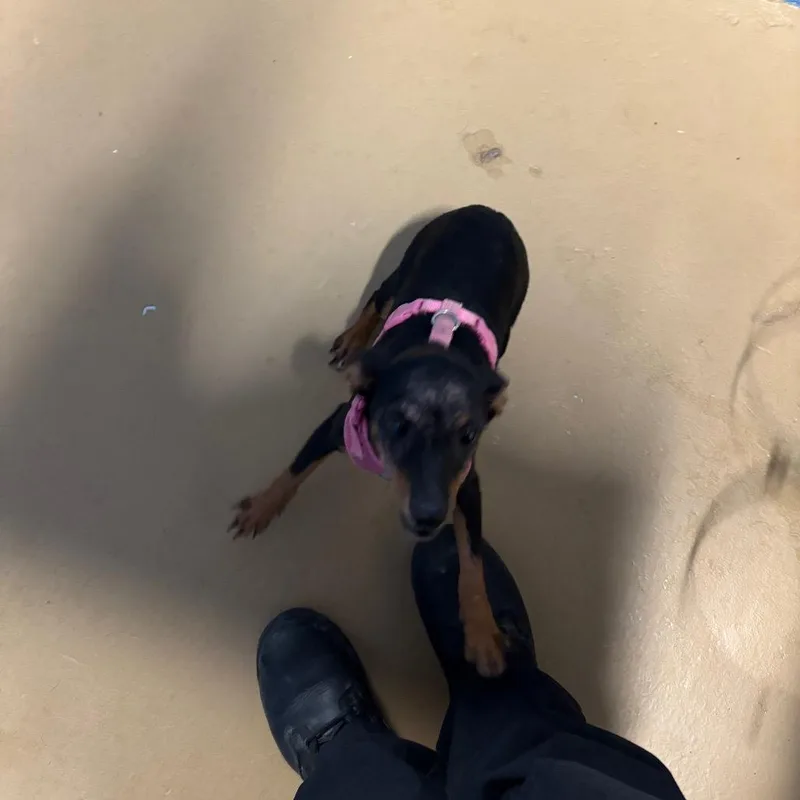 A young small-sized female Black Mixed Breed dog named Queenie for adoption in Portland, TX