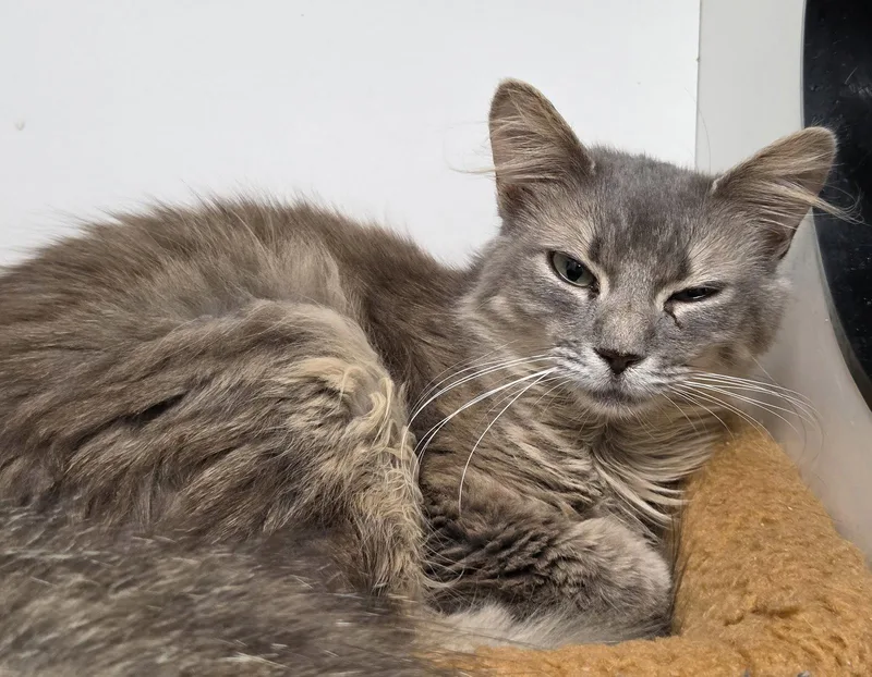 An adult medium-sized female Gray / Blue / Silver Domestic Medium Hair cat named Bella Donna for adoption in Satellite Beach, FL