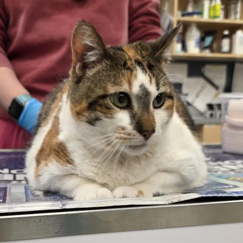 Lumpalicious thumbnail 2