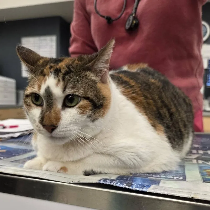 Lumpalicious thumbnail 3