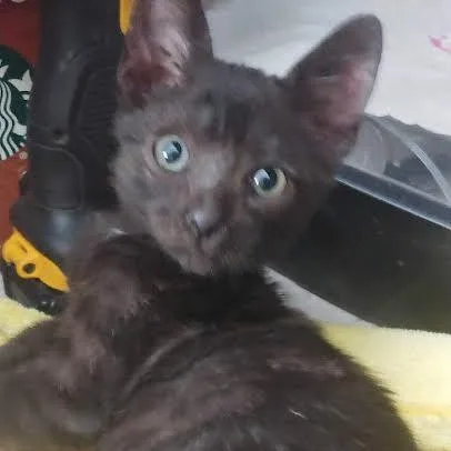 A baby medium-sized male Black Domestic Short Hair cat named Batty for adoption in Woodland Hills, CA