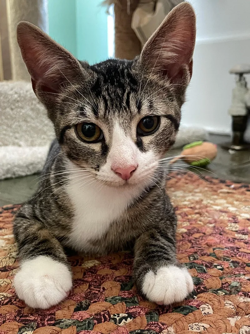 A baby small-sized male Domestic Short Hair cat named Shine for adoption in Media, PA
