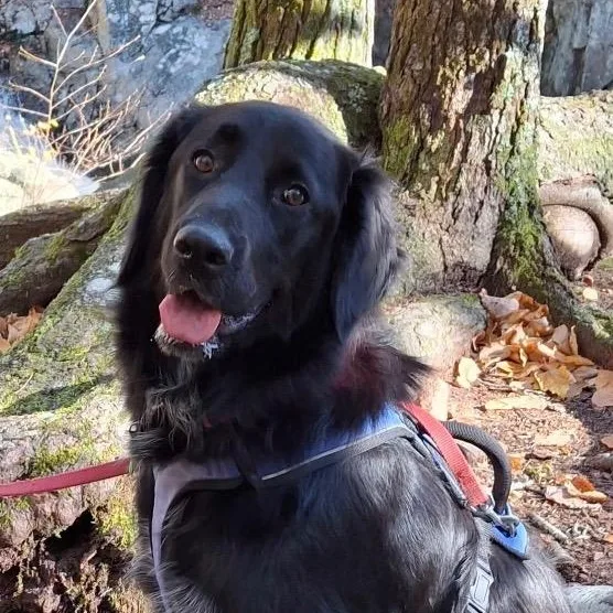 Luna in New England thumbnail 3