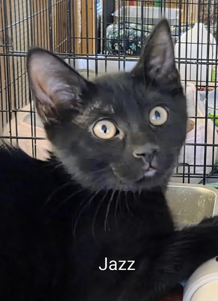 A baby medium-sized male Black Domestic Short Hair cat named Jazz for adoption in Colfax, IA