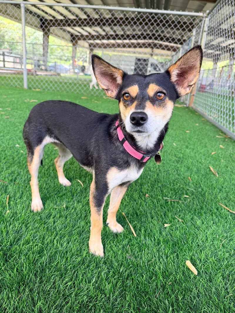 An adult small-sized female Tricolor (Brown, Black, & White) Mixed Breed dog named Molly for adoption in Brooklyn, NY