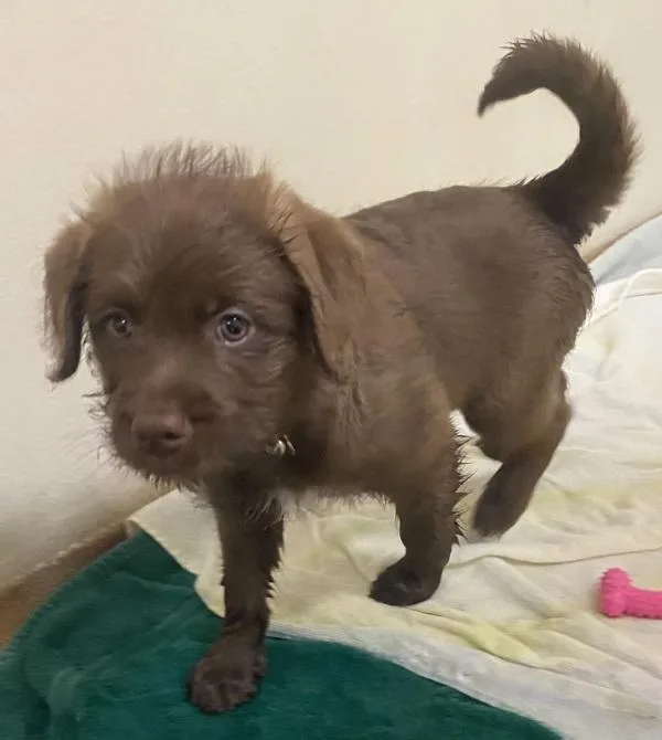 A baby small-sized male Poodle dog named Bologna for adoption in Vancouver, WA