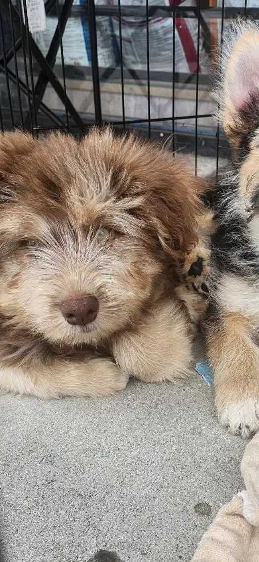 A young medium-sized female Goldendoodle dog named Acorn for adoption in Torrance, CA