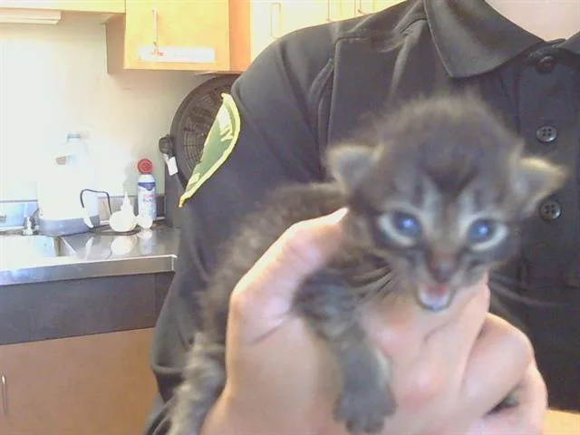 A baby small-sized male Domestic Medium Hair cat named Professor for adoption in Sacramento, CA