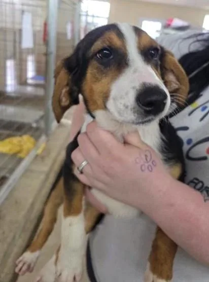 A baby medium-sized female Mixed Breed dog named Lucy Liu for adoption in Madison, NJ