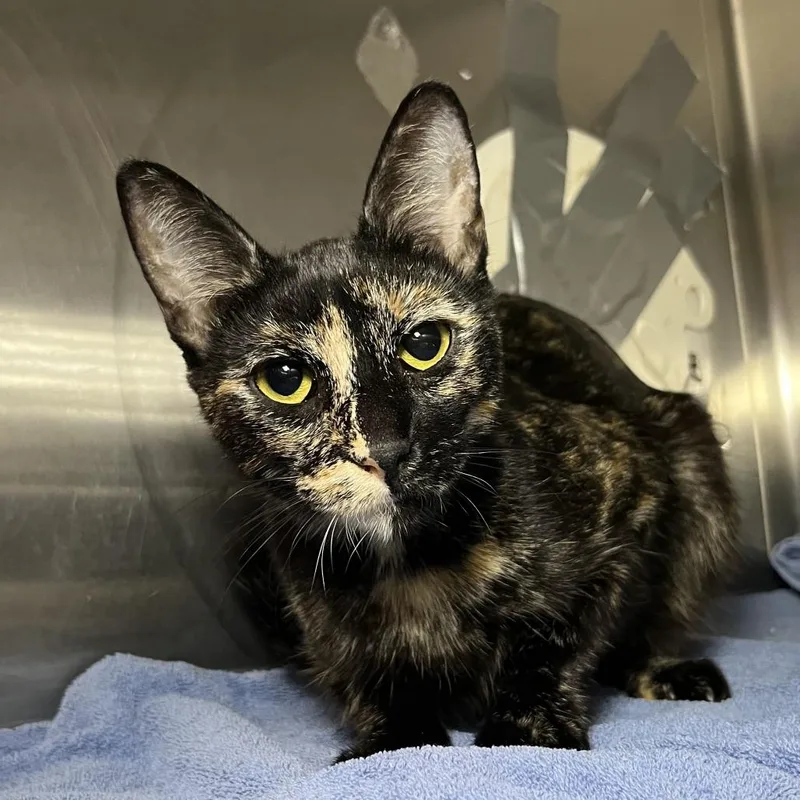 A young medium-sized female Calico Domestic Short Hair cat named Mimi for adoption in Palm Springs, CA