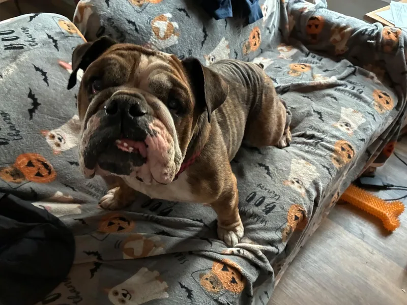 An adult medium-sized female English Bulldog dog named Maizy for adoption in Wilmington, NC