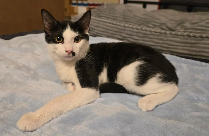 A baby medium-sized male Black & White / Tuxedo Domestic Short Hair cat named Charlie for adoption in Oviedo, FL