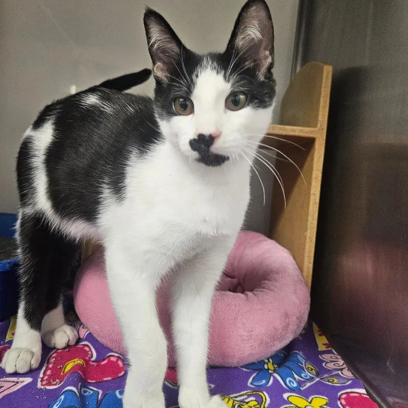 A young small-sized male White Domestic Short Hair cat named Beef Jerky for adoption in Grantsville, UT