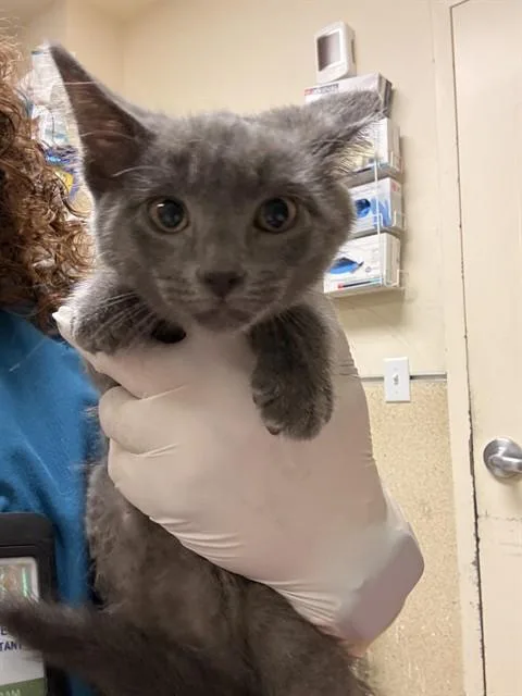 A baby small-sized female Domestic Short Hair cat named Jill for adoption in Riverside, CA