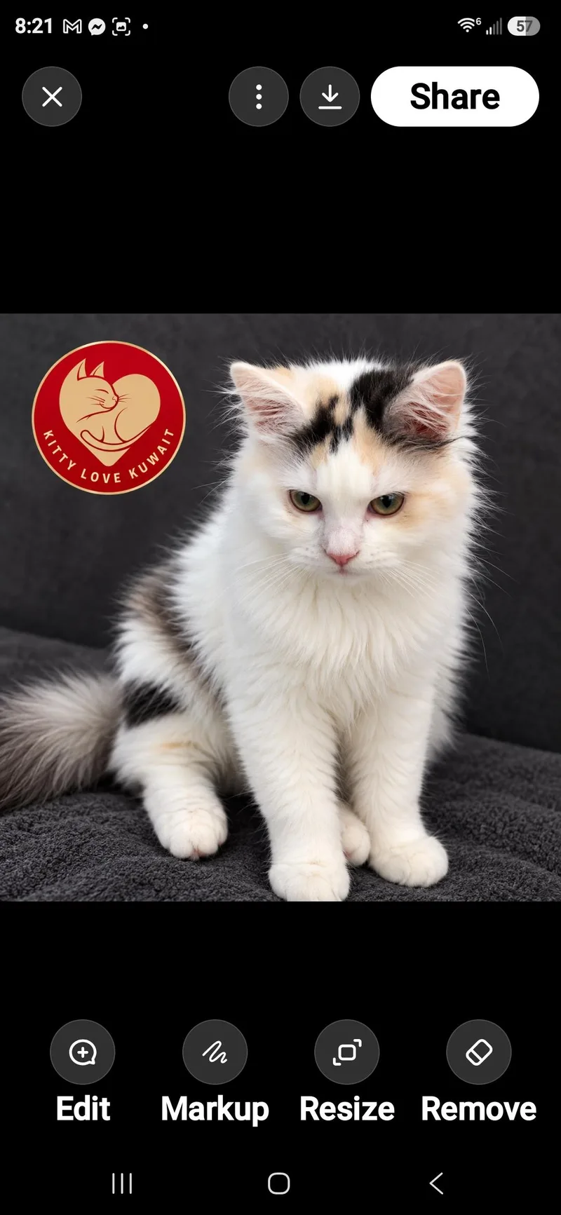 A baby small-sized female Domestic Long Hair cat named Truffle for adoption in Snow Hill, MD