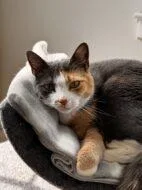 An adult small-sized female Domestic Short Hair cat named Patches for adoption in West Chester, PA