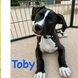A baby medium-sized male Labrador Retriever dog named Toby for adoption in Tampa, FL