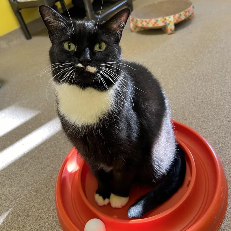 A senior large-sized female Black Domestic Short Hair cat named Poe for adoption in Arlington Heights, IL