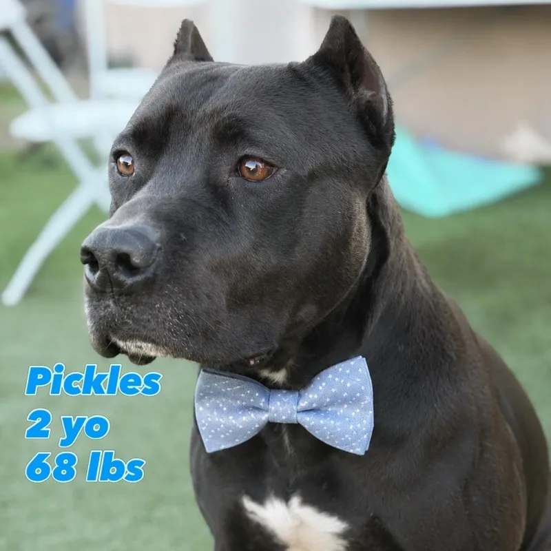 Pickles thumbnail 2