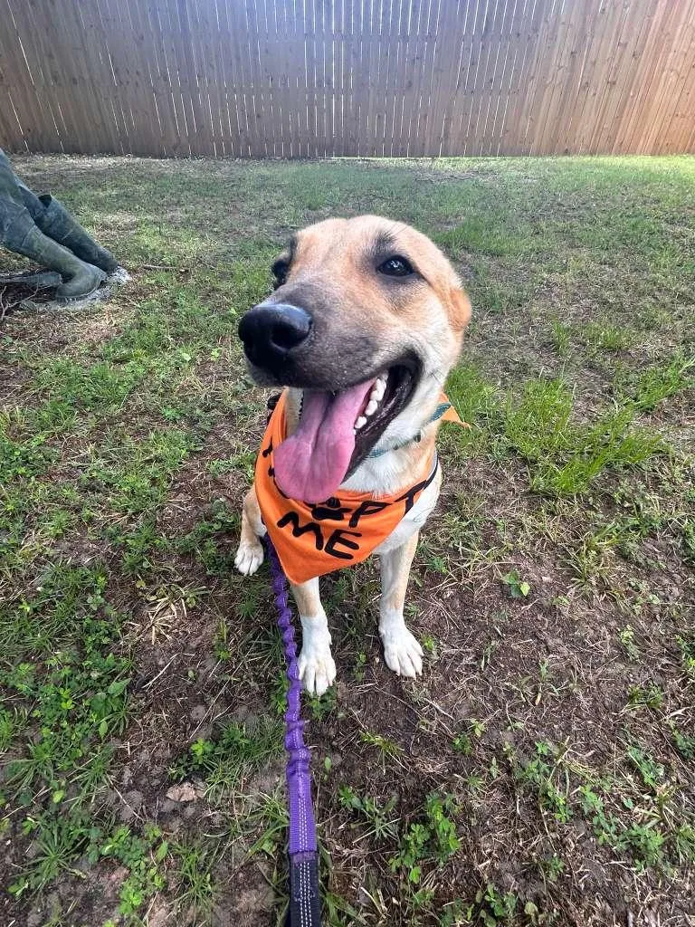 A young medium-sized female Apricot / Beige Mixed Breed dog named Lillith for adoption in Lake Dallas, TX