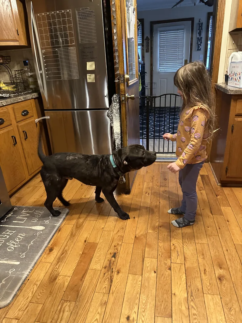 A young large-sized male Black Mixed Breed dog named Toby Q for adoption in Joliet, IL
