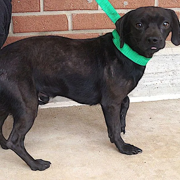 An adult small-sized male Black Chiweenie dog named Tom for adoption in Carrollton, TX