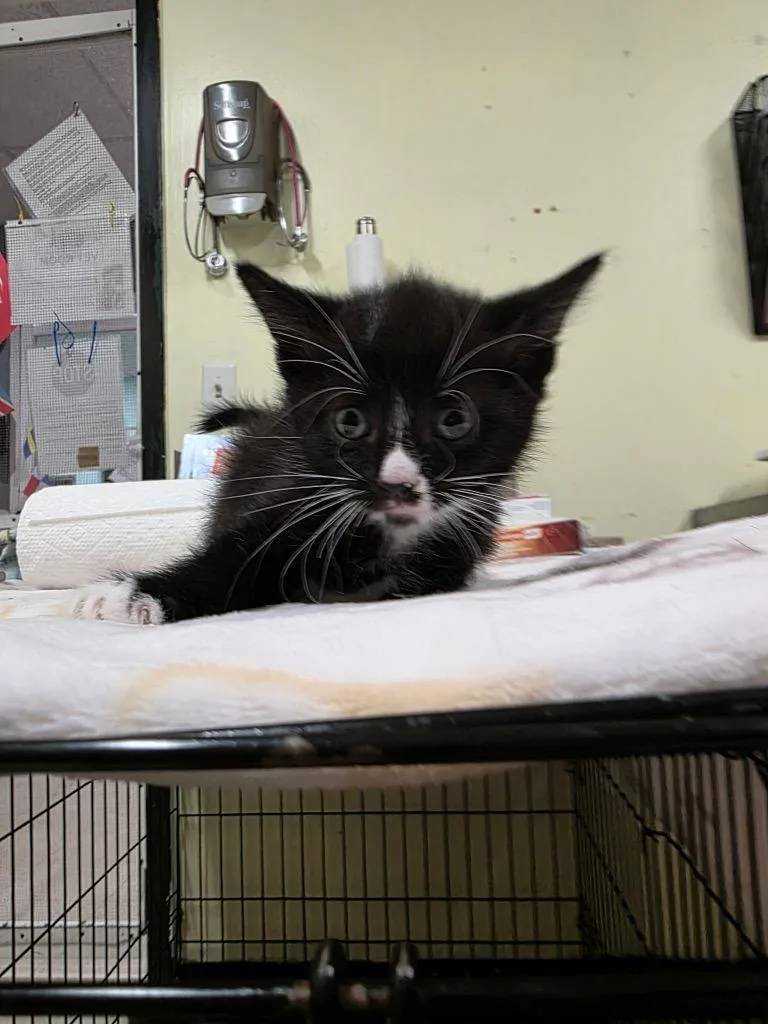 A baby small-sized male Domestic Short Hair cat named Eggar for adoption in Meriden, CT