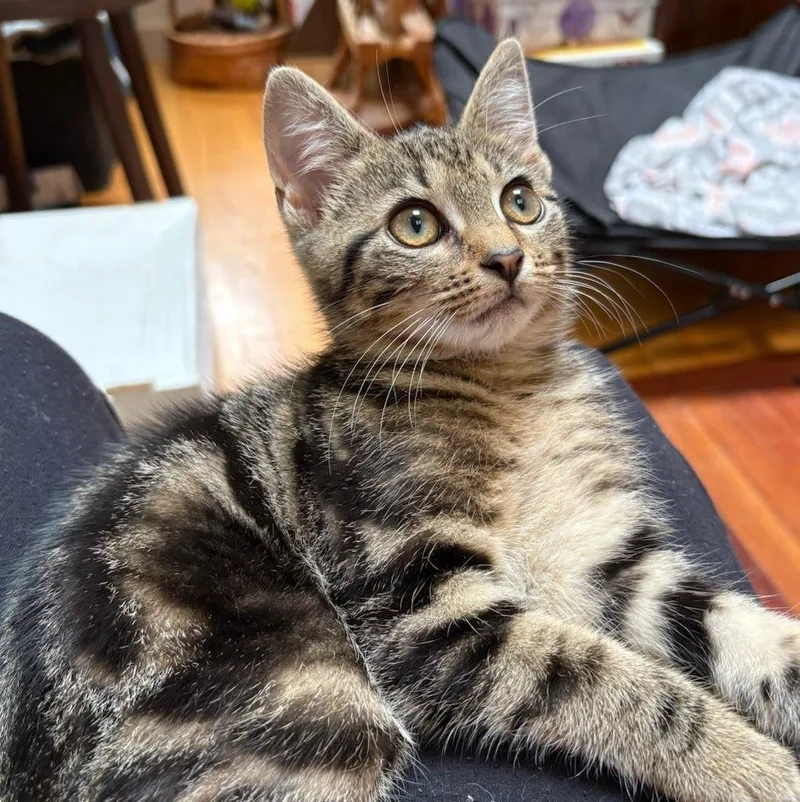 A young medium-sized female Domestic Short Hair cat named Plankton for adoption in Lancaster, PA