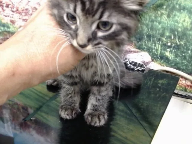 A baby small-sized male Domestic Long Hair cat named A for adoption in Moreno Valley, CA