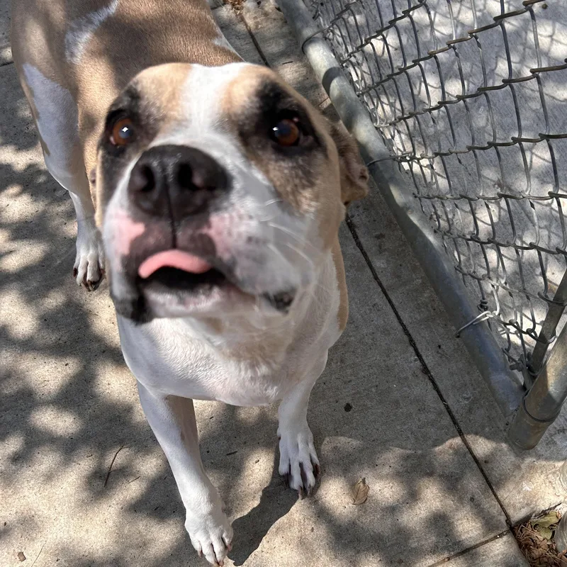 An adult medium-sized male Pit Bull Terrier dog named Thor for adoption in The Colony, TX