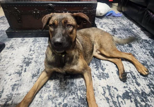 A young small-sized male Belgian Shepherd / Malinois dog named Boi for adoption in San Antonio, TX