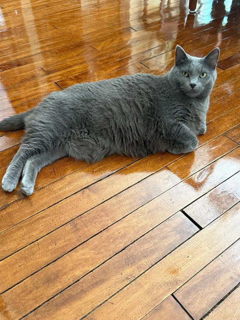 An adult large-sized female Domestic Short Hair cat named Gracie for adoption in Viroqua, WI