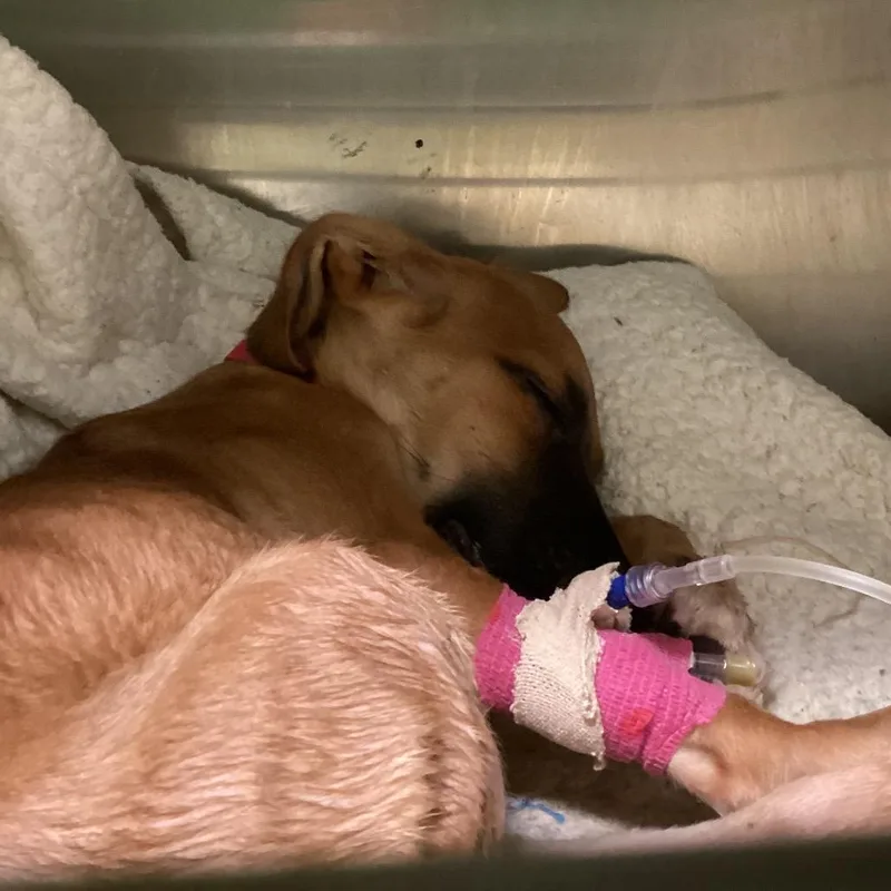 A baby small-sized female Yellow / Tan / Blond / Fawn Mixed Breed dog named Marimari for adoption in Austin, TX