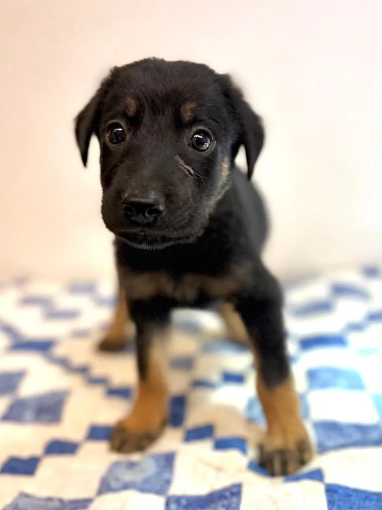 A baby large-sized male Shepherd dog named Josiah for adoption in Lockhart, TX