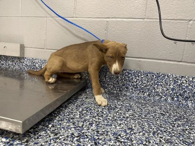 A baby small-sized female Pit Bull Terrier dog named Claire for adoption in Thousand Palms, CA