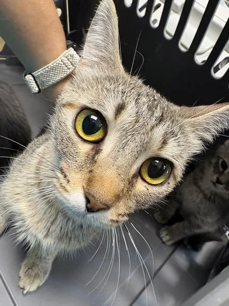 An adult small-sized female Domestic Short Hair cat named Fm  Flora for adoption in Lawrenceville, GA