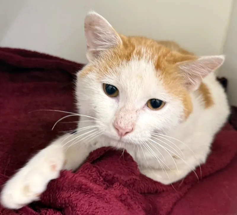 A young large-sized male Domestic Short Hair cat named Marshall for adoption in Sapulpa, OK