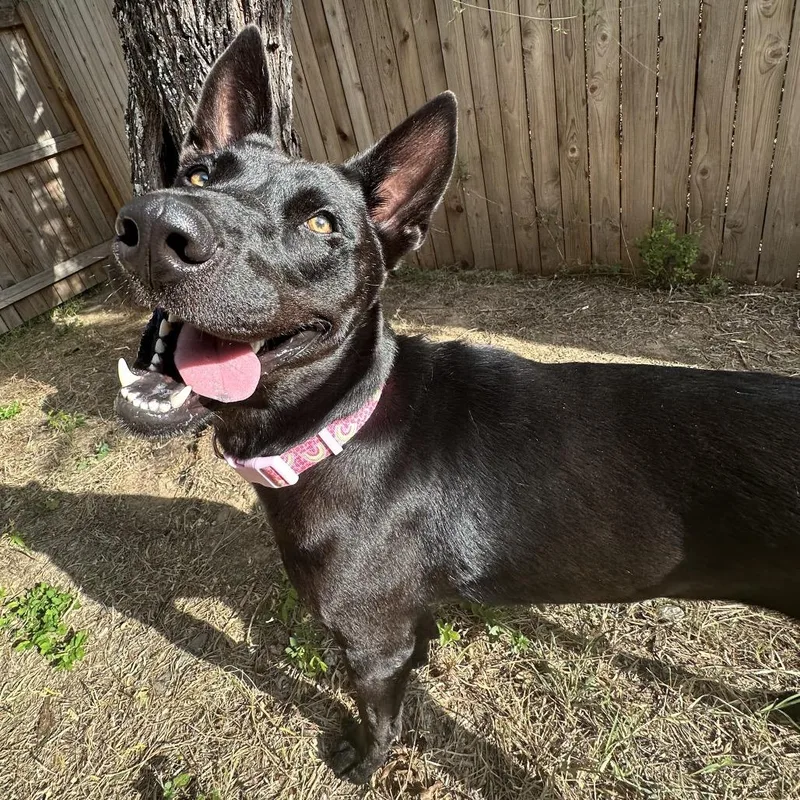 An adult medium-sized female Black Belgian Shepherd / Malinois dog named Ella for adoption in Floresville, TX