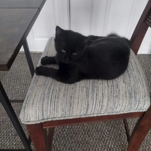 A baby small-sized male Black Domestic Short Hair cat named Edward Sweetie for adoption in Tampa, FL