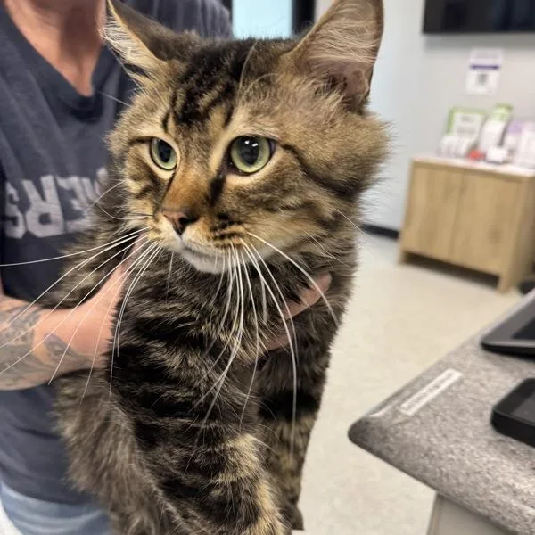 Leo Bonded Buddy