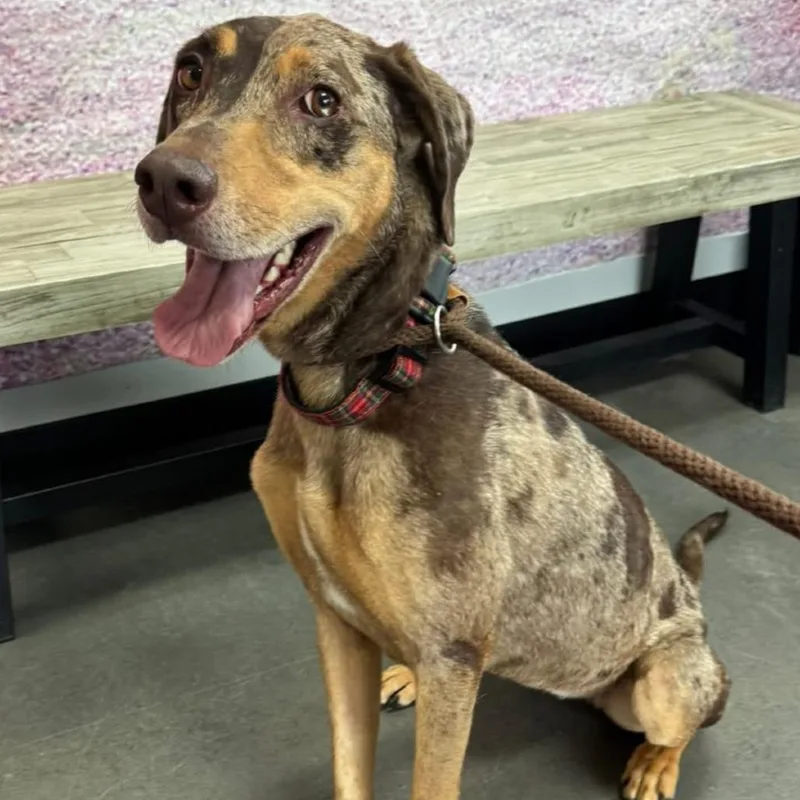 An adult medium-sized female Brown / Chocolate Coonhound dog named Lucky for adoption in Normal, IL