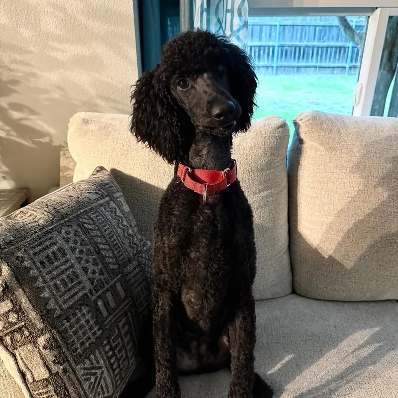 An adult medium-sized female Black Standard Poodle dog named Skye for adoption in Cedar Park, TX