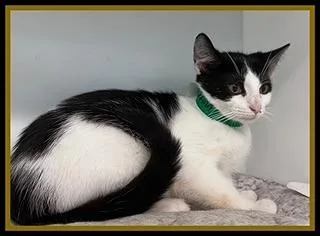 A baby small-sized male Domestic Short Hair cat named Thorfinn for adoption in Peoria, IL