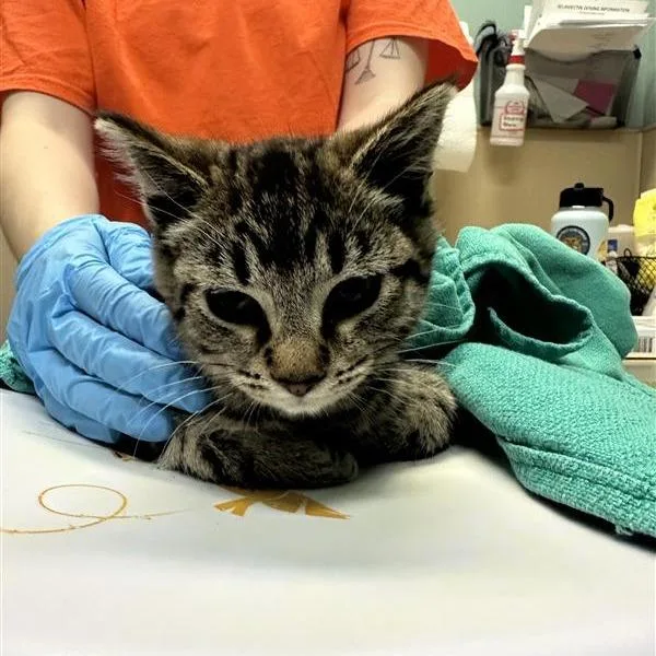 A baby small-sized female Brown / Chocolate Domestic Short Hair cat named Qatar for adoption in Tacoma, WA