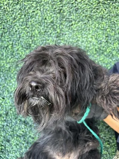 An adult small-sized female Black Terrier dog named 61586072 for adoption in El Paso, TX