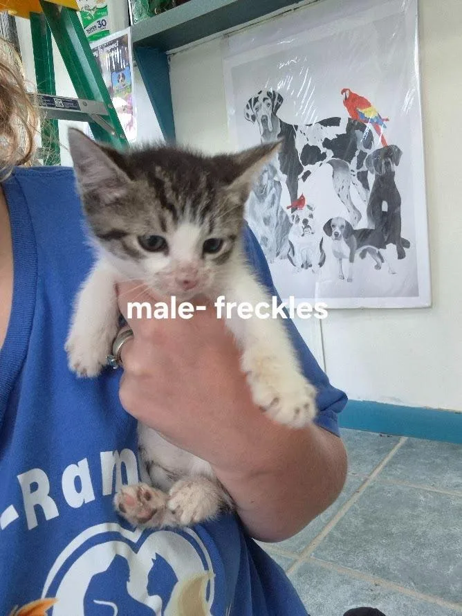 A baby small-sized male Domestic Short Hair cat named Freckles for adoption in Center, TX
