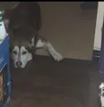 Roycequeens  Ny thumbnail 2