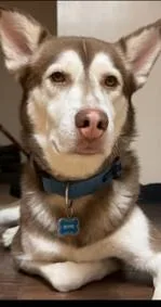 Roycequeens  Ny thumbnail 3