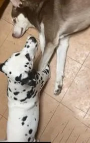 Roycequeens  Ny thumbnail 4