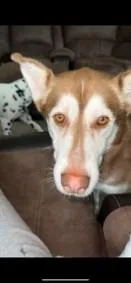 Roycequeens  Ny thumbnail 5